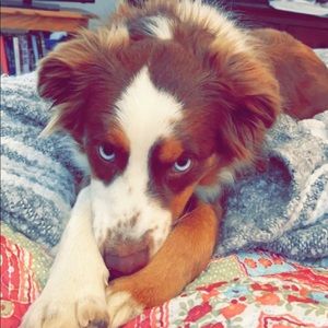 Meet your Posher, Maggie